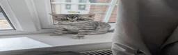 British Shorthair cats for sale: Full British shorthairs kittens READY NOW! - Advert 5