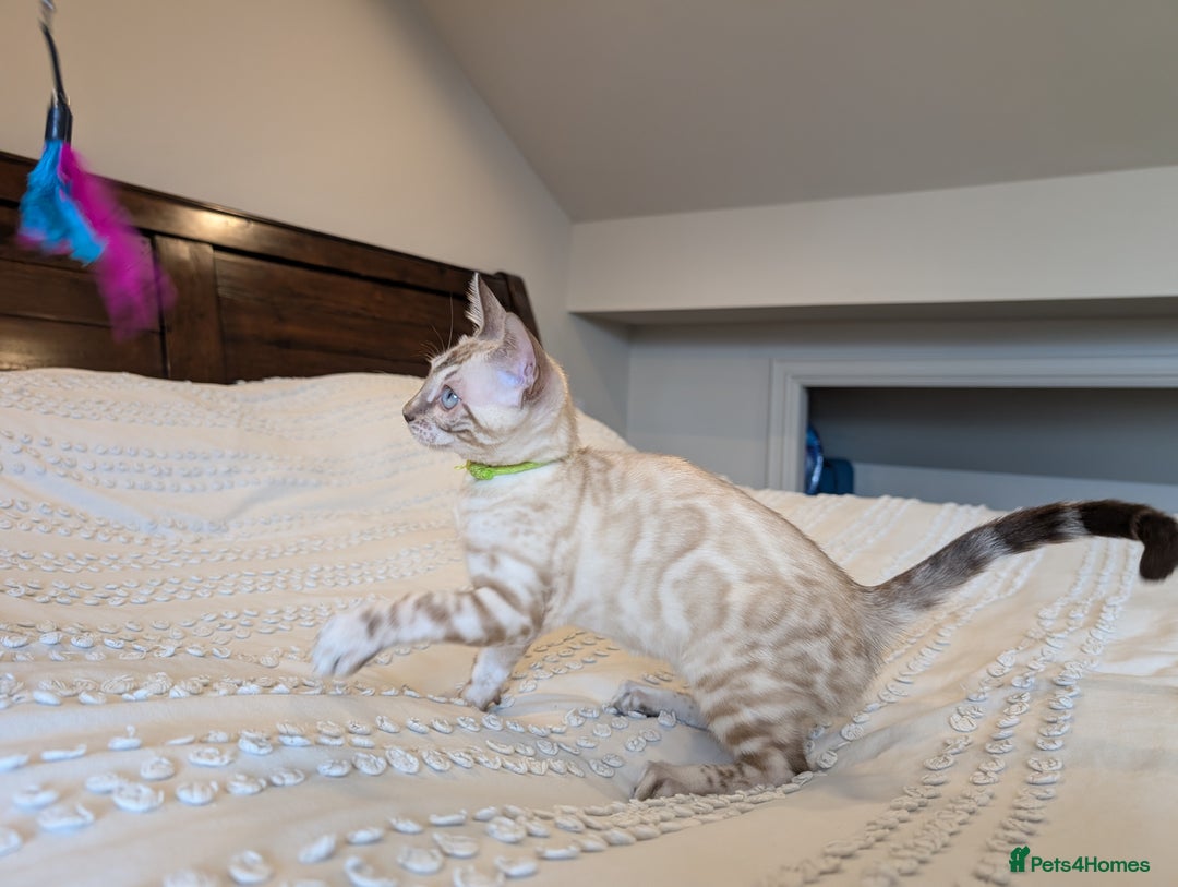 Bengal cats for sale: 🤍🖤🩶 Bengal Kittens 🩶🖤🤍 in Barnoldswick - Image 31