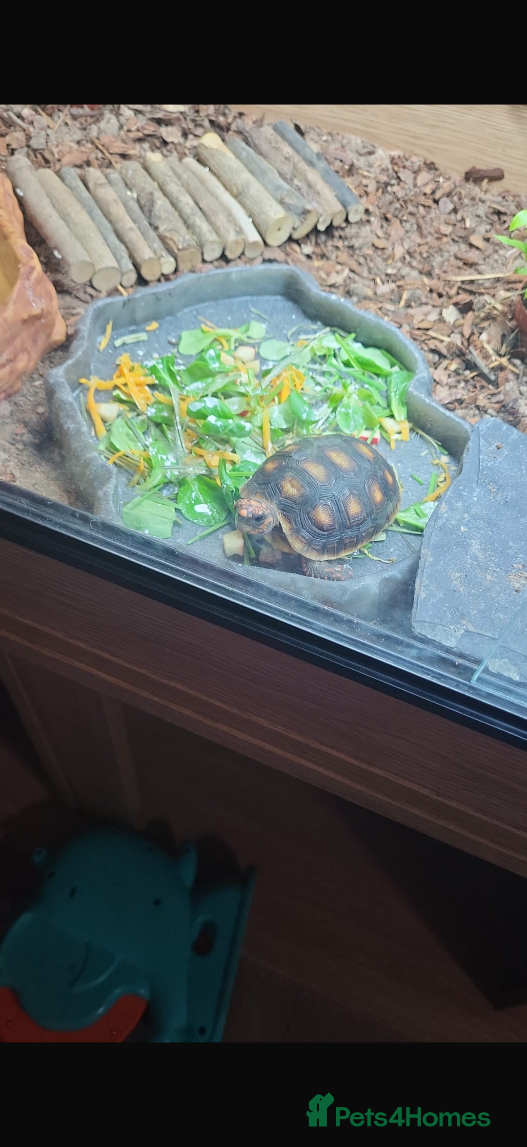Tortoise reptiles for sale: Redfoot - Image 5