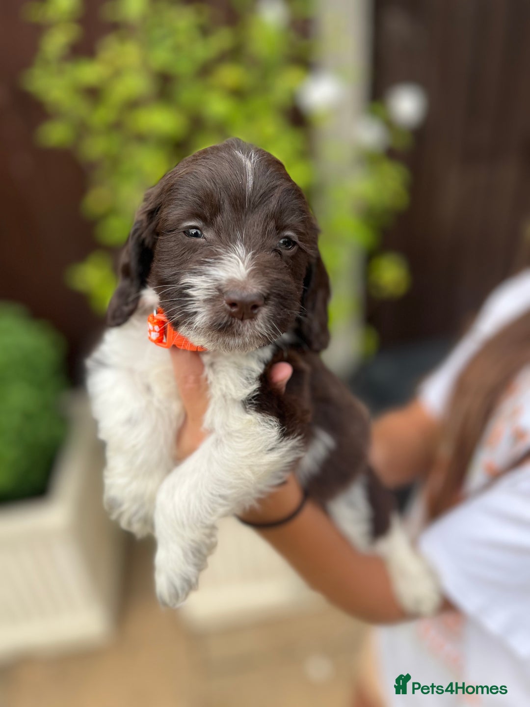 Mixed Breed dogs for sale: Beautiful cockapooXspringer puppies - Image 20