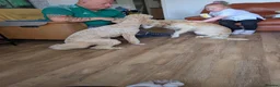 Standard Poodle dogs for stud: Standard Poodle for stud in Middlesbrough - Advert 6