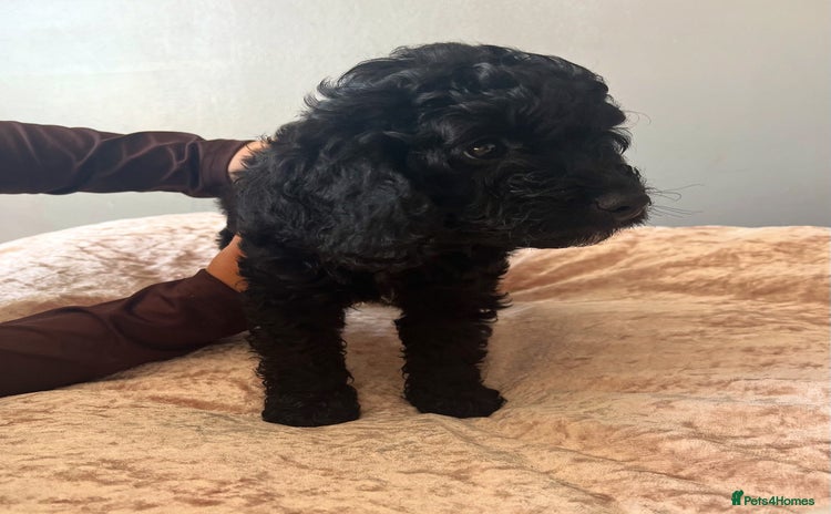 Cockapoo dogs - Advert 8