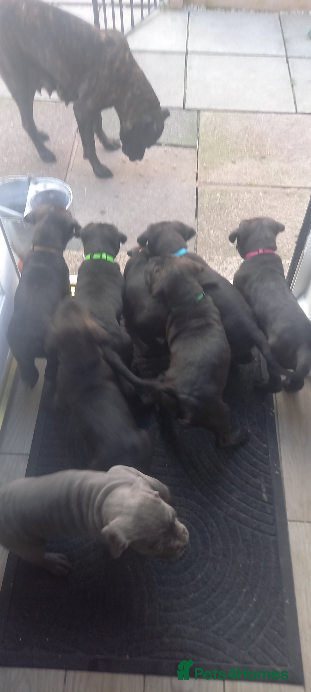 Cane Corso dogs for sale: ONE & ONLY UK LITTER DEL DYRIUM BLOOD LINES  🖤  - Advert 31