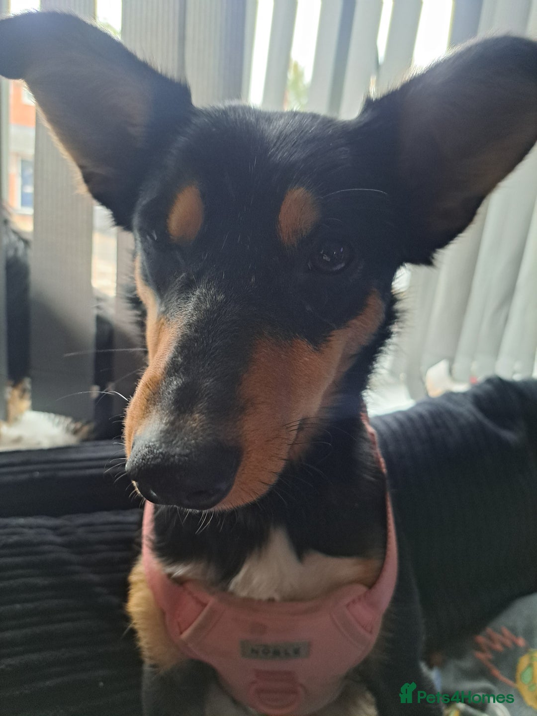 Mixed Breed dogs for sale: NALA,  **  - Image 2