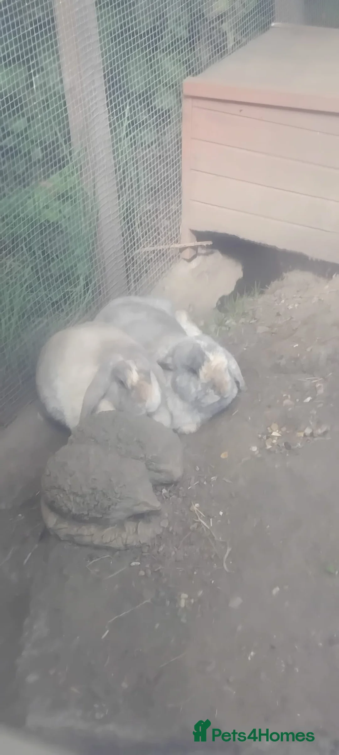 Rhinelander rabbits for sale: Mini lop siblings - Advert 6