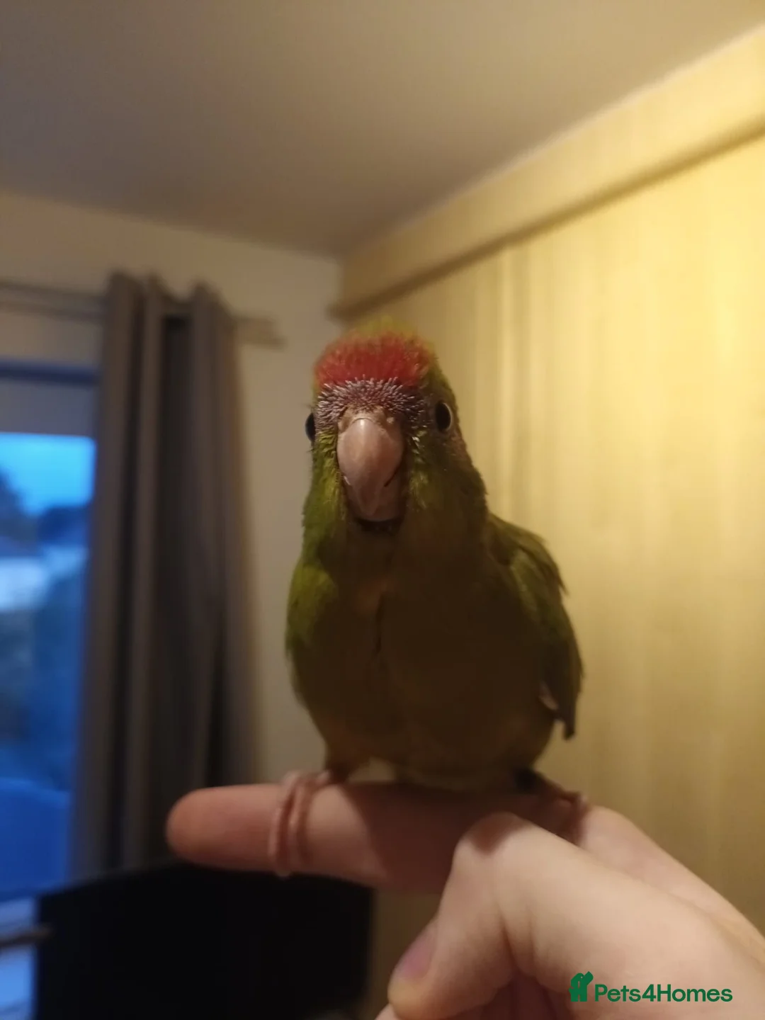 Parakeets birds for sale: Kakariki - Hand Tame - Baby Kakarikis - Advert 22
