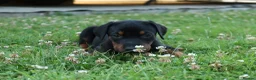 Dobermann dogs for sale: Quality European Dobermann Puppies - 2 Remaining - Advert 15
