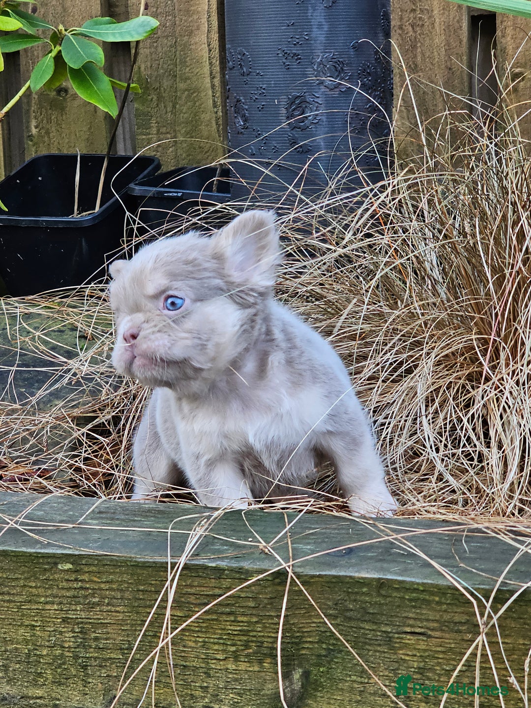 French Bulldog dogs for sale: French bulldog pups isabella and tan fluffy  - Advert 7