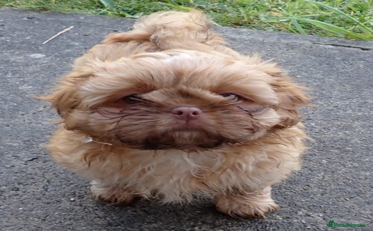Shih Tzu dogs - Advert 2