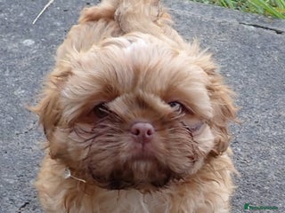 Shih Tzu dogs - Advert 18