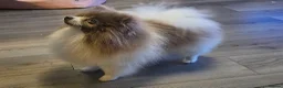 Pomeranian dogs for sale: 1 Beautiful Boy KC pomeranian puppies  - Advert 5
