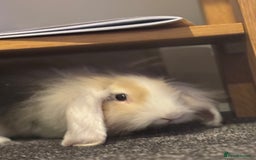 Lionhead rabbits for sale: 2 Lionhead Girls For Rehoming  - Image 3
