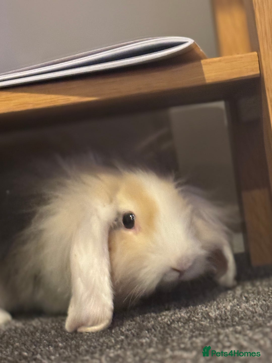 Lionhead rabbits for sale: 2 Lionhead Girls For Rehoming  - Image 3