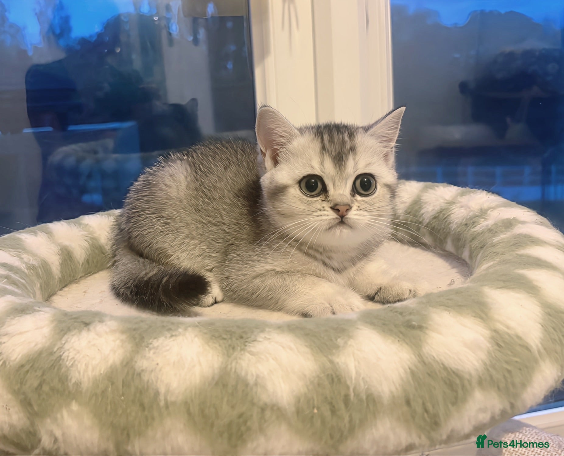 British Shorthair cats 🌟GCCF British short hair Silver chinchilla boys - Advert 1
