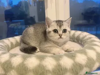 British Shorthair cats 🌟GCCF British short hair Silver chinchilla boys - Advert 1