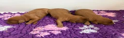 Cavapoo dogs for sale: Dark red F1 cavapoo pups  - Advert 2