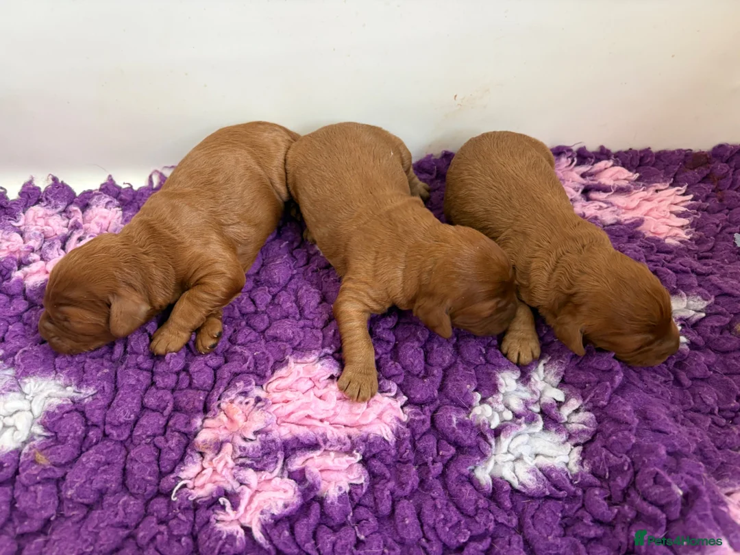 Cavapoo dogs for sale: Dark red F1 cavapoo pups  - Advert 2
