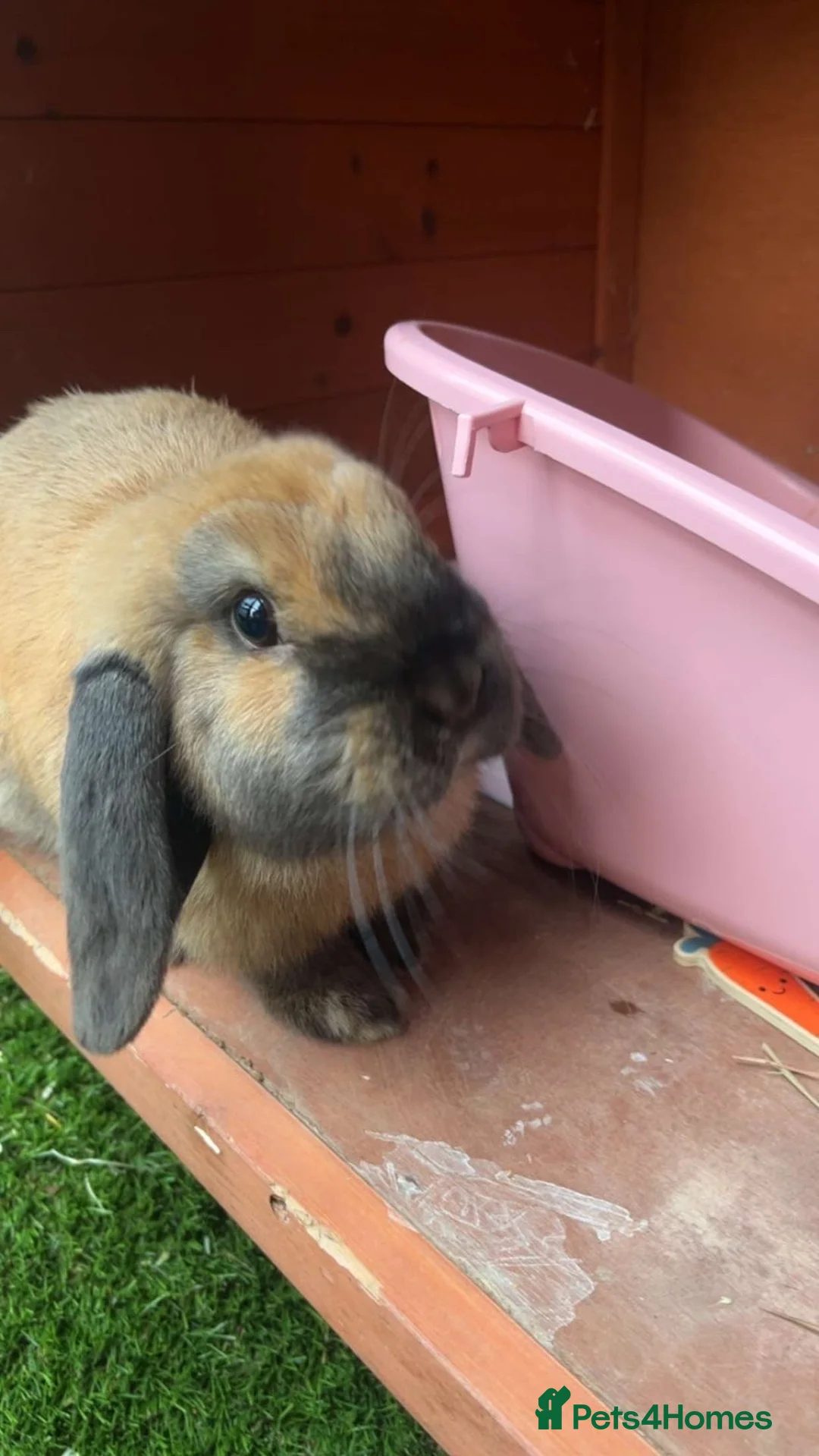 English Lop rabbits for sale: Smokey  in Oldham - Advert 3