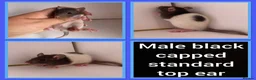 Rat rodents for sale: Adorable baby rats for sale  - Advert 28