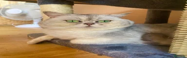 Scottish Fold male