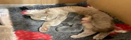 British Shorthair cats for sale: Blue BSH kittens - Advert 3