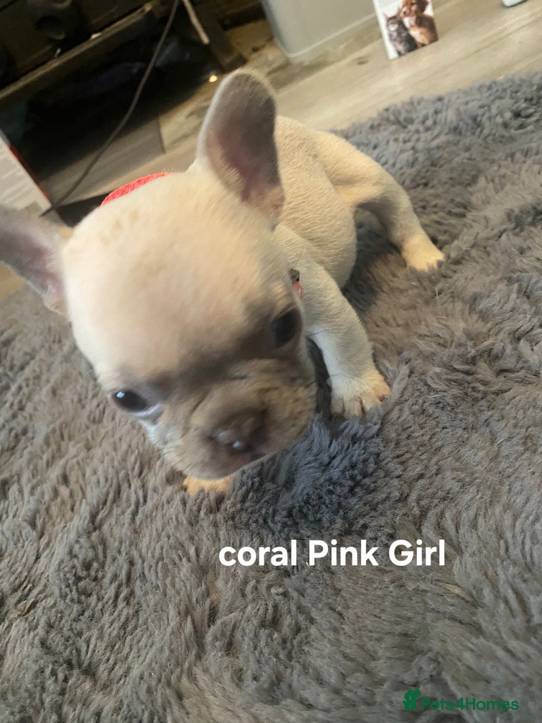 French Bulldog dogs for sale: Beautiful chunky Frenchies - Image 13