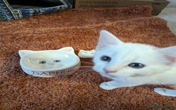 Domestic Shorthair cats for sale: Heartbreaking Rehome-18 month old Pure White Cat x - Image 34