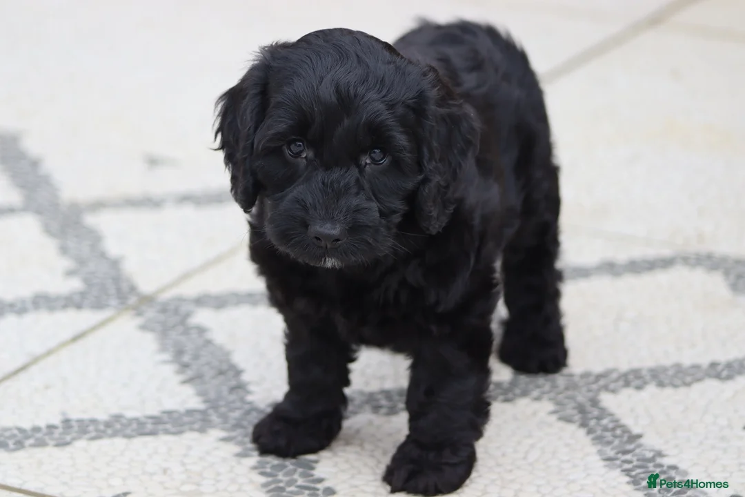 Cockapoo dogs for sale: F1 Cockapoo puppies for sale - Advert 37