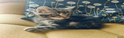 Maine Coon cats for sale: Stunning Maine Coon cross Boys-5 Beautiful fluffy - Advert 16