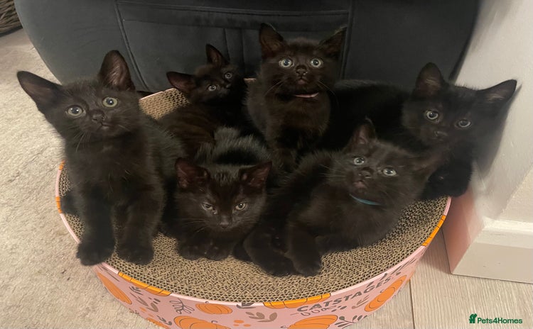 Domestic Shorthair cats - Advert 2