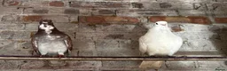 Pigeons birds for sale: Figuritas pigeoni  - Advert 8