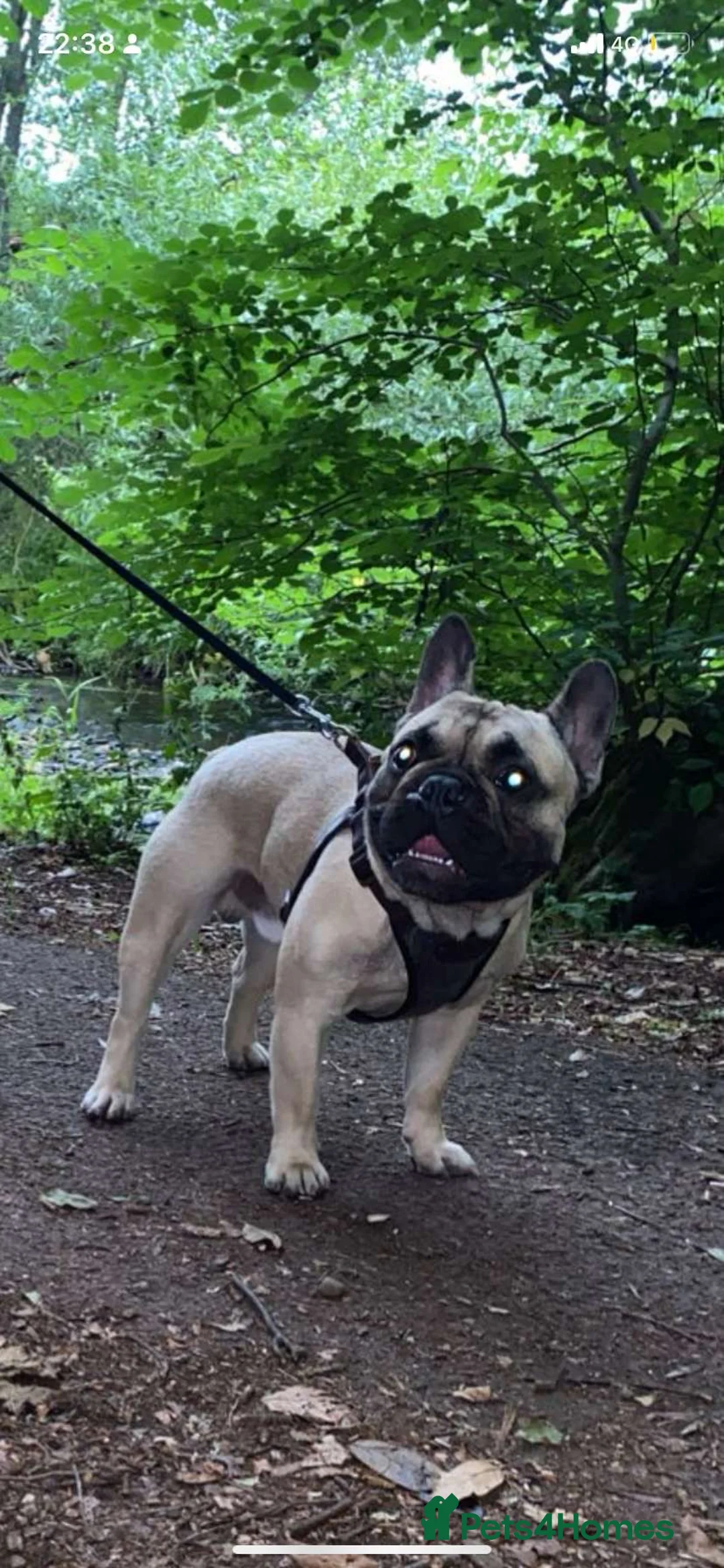 French Bulldog dogs for stud: Logie French bull dog  - Advert 2