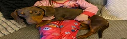 Miniature Dachshund dogs for stud: CHOCOLATE & TAN MINIATURE DACHSHUND — ROLO  - Advert 3