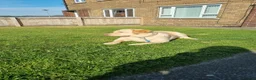 Labrador Retriever dogs for sale: 3 year old female labrador in Barnsley - Advert 9