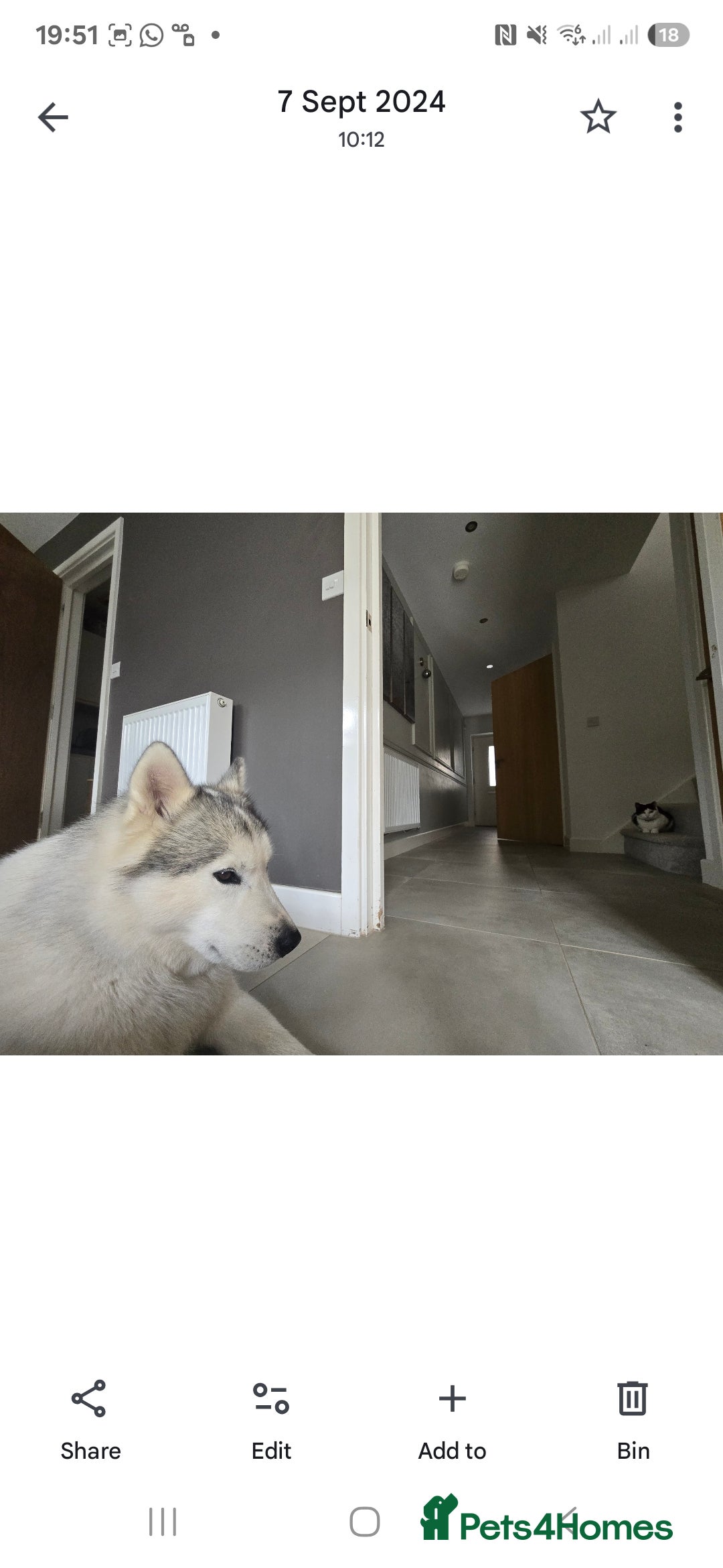 Utonagan dogs for sale: Wolf- Malamute/Husky For Sale - Image 6