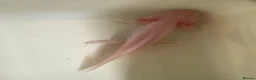 Other/Mixed Breed fish for sale: 7 month old Axolotls  - Advert 3