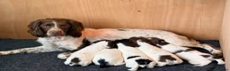 English Springer Spaniel dogs for sale: KC Registered English Springer Spaniel Puppies  in Derby - Advert 15