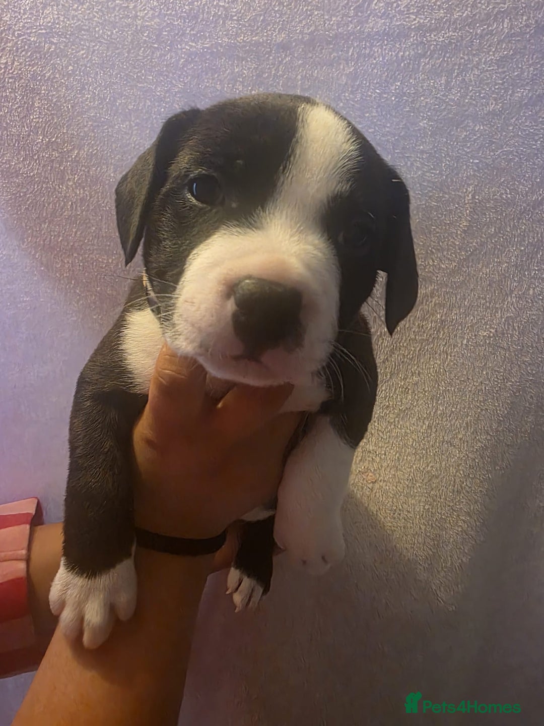 Staffordshire Bull Terrier dogs for sale: Staffy pups  - Advert 8