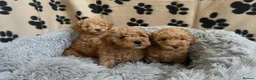 Cavapoo dogs for sale: F1 Cavapoo puppies fully health checked - Advert 4