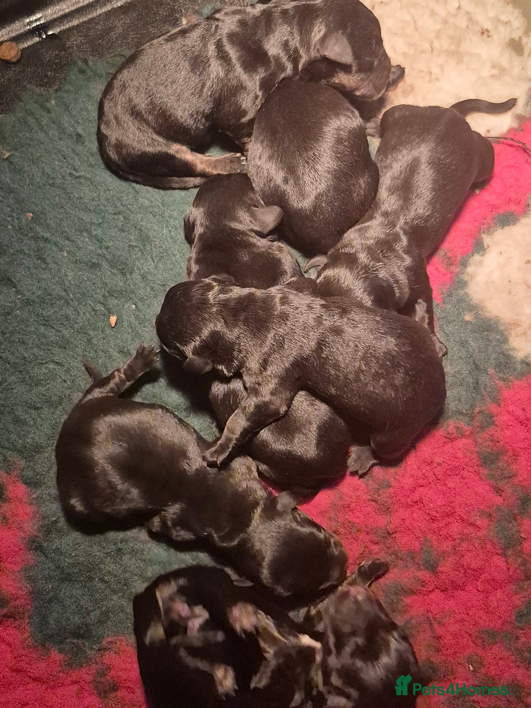 Cesky Terrier dogs for sale: CESKY TERRIER PUPPIES. advance notice - Advert 25
