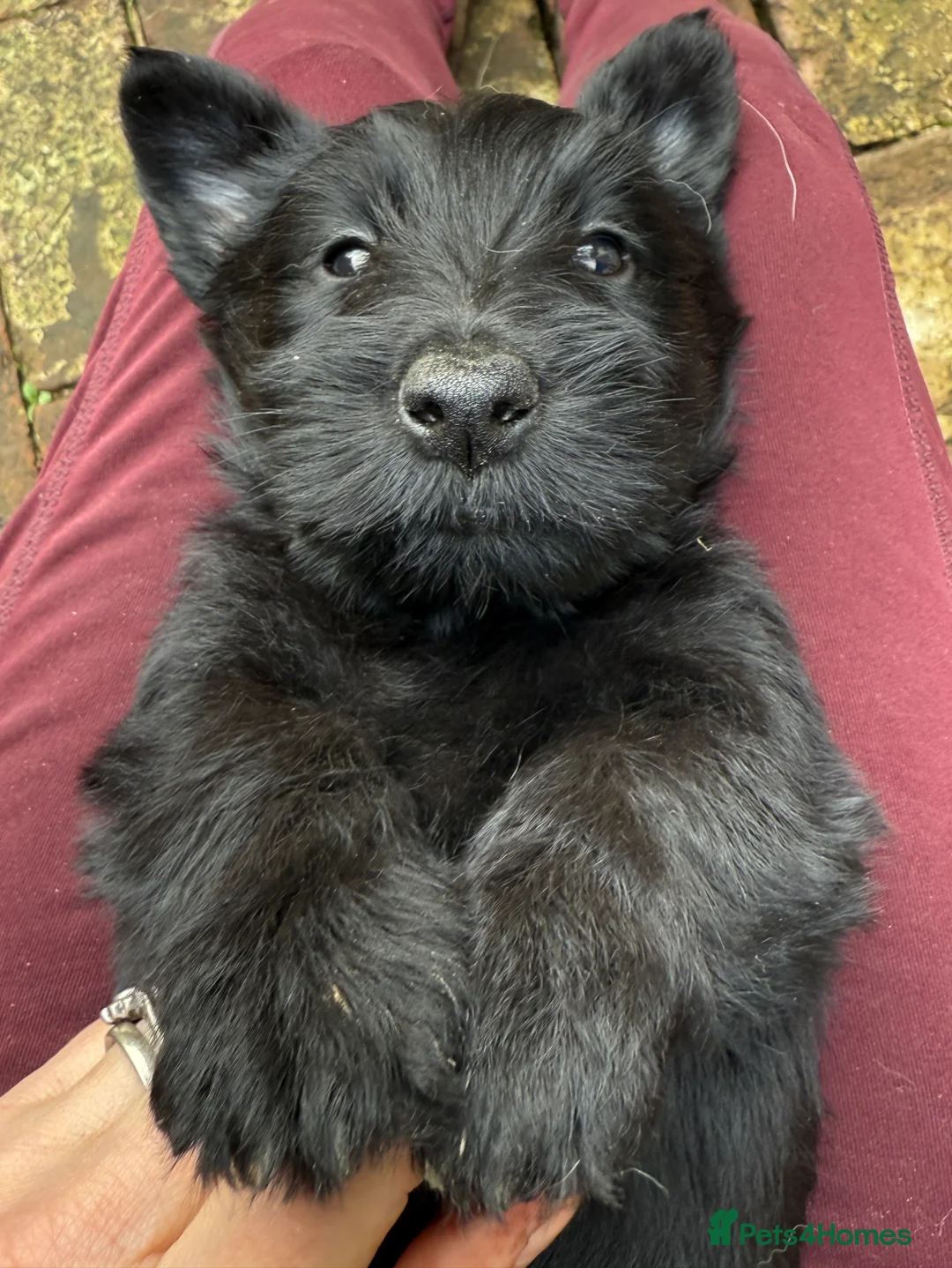 Scottish Terrier dogs for sale: KC reg Scottish Terrier Puppies  - Advert 1