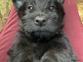 Scottish Terrier dogs KC reg Scottish Terrier Puppies - Advert 3