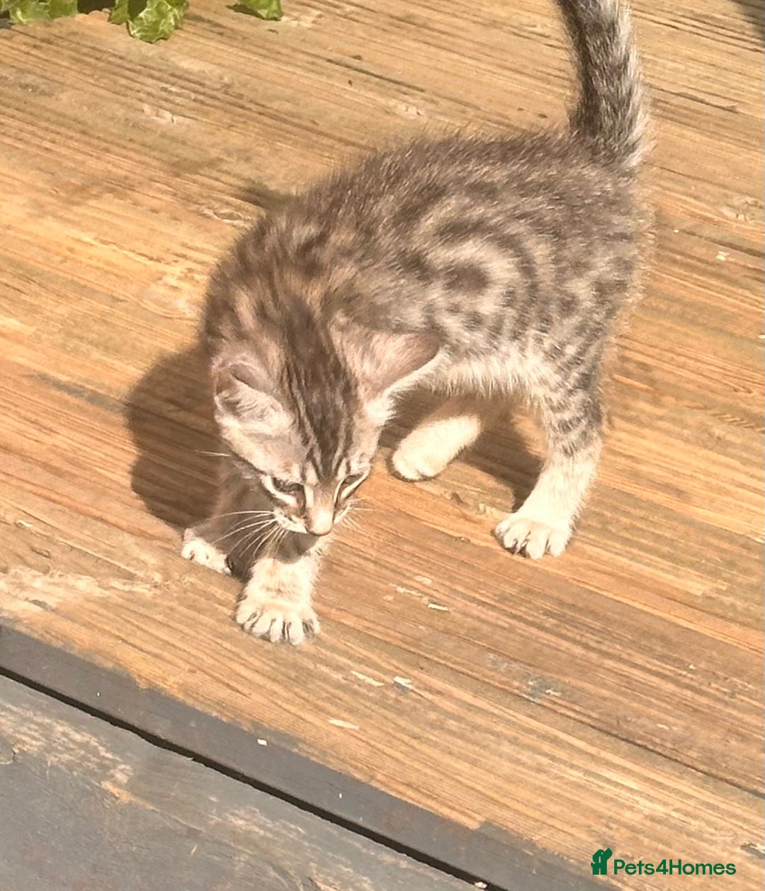 Savannah cats for sale: Savannah Kittens - Image 18