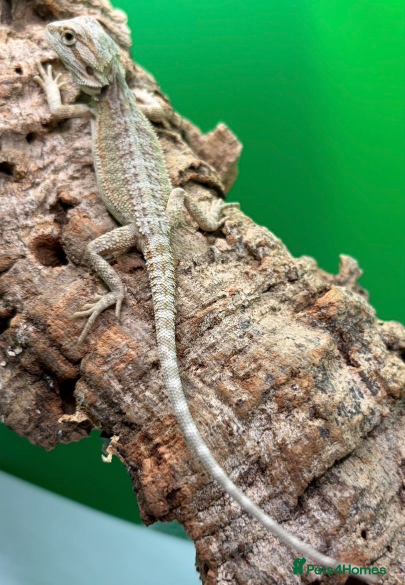 Bearded Dragon reptiles Zero bearded dragons and others  - Advert 2
