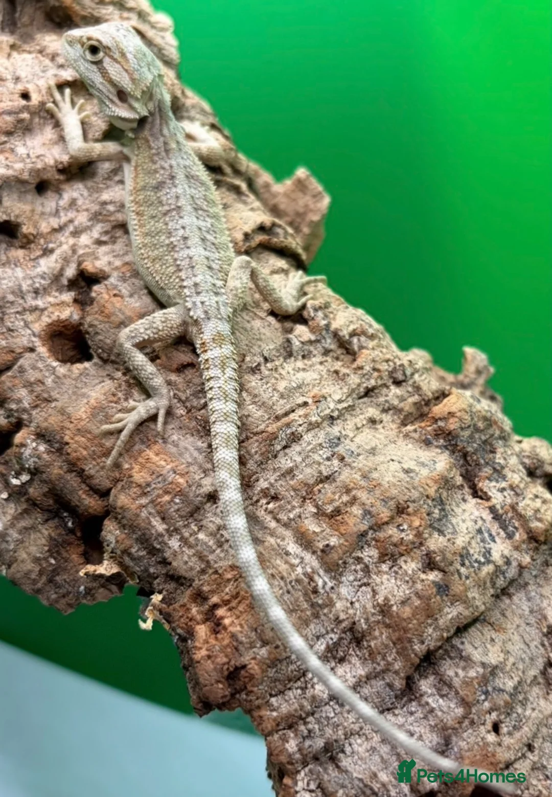 Bearded Dragon reptiles for sale: Zero bearded dragons and others  - Advert 2
