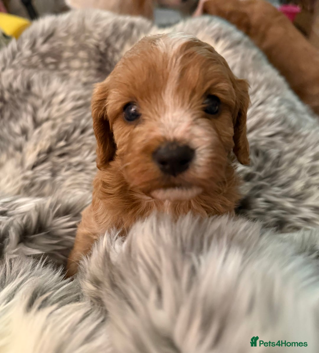 Cavapoo dogs for sale: Premium DNA Health Tested F1 Cavapoo Puppies - Advert 9