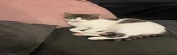 Mixed Breed cats for sale: Beautiful kittens  in Hereford - Advert 1