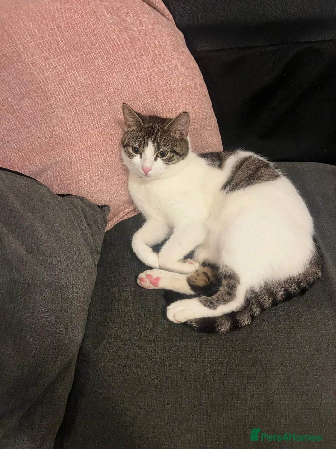 Mixed Breed cats for sale: Beautiful kittens  in Hereford - Advert 1