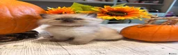 Ragdoll cats for sale: Beautiful litter of Ragdoll kittens - Advert 1