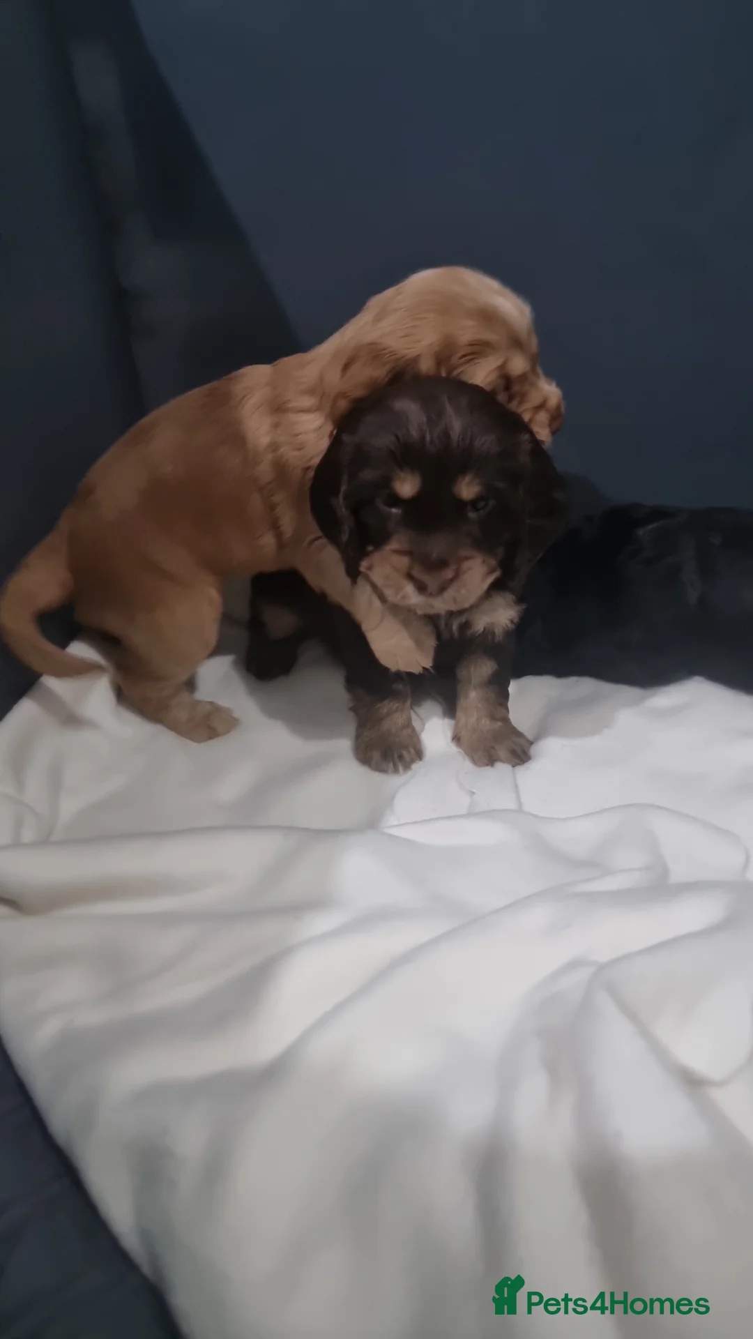 Cocker Spaniel dogs for sale: Cocker spaniels - Advert 1